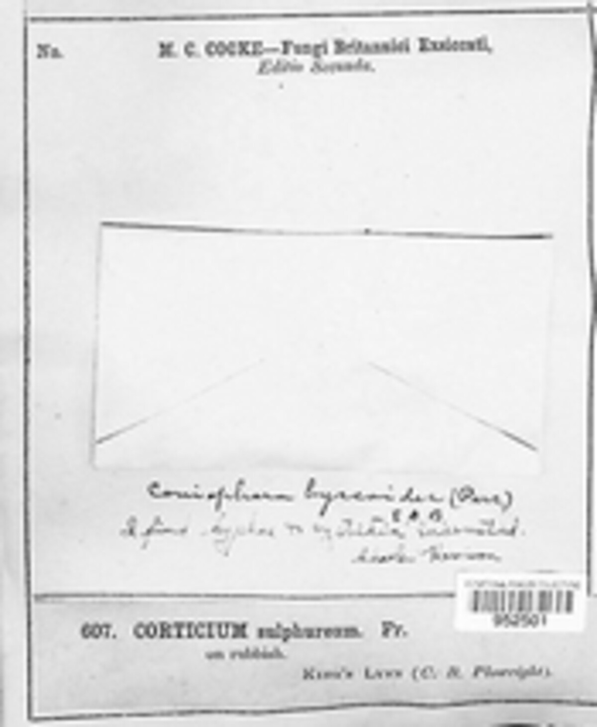 Amphinema byssoides image
